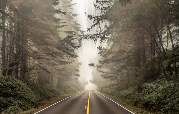 Forest, road, landscapes, fog, bushes, blur, asphalt, distortion