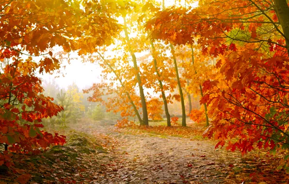 Картинка осень, лес, листья, деревья, forest, autumn, leaves