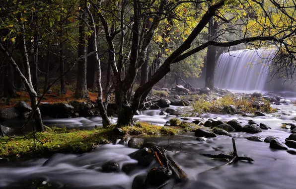 Лес, деревья, камни, водопад, природа. река