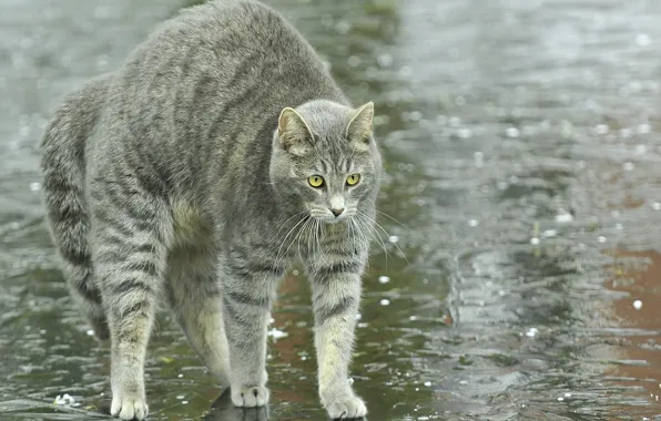 Картинка кошка, кот, дождь, улица, спина, лужи, дугой