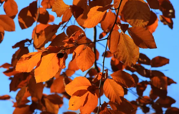 Autumn, tree, leaf