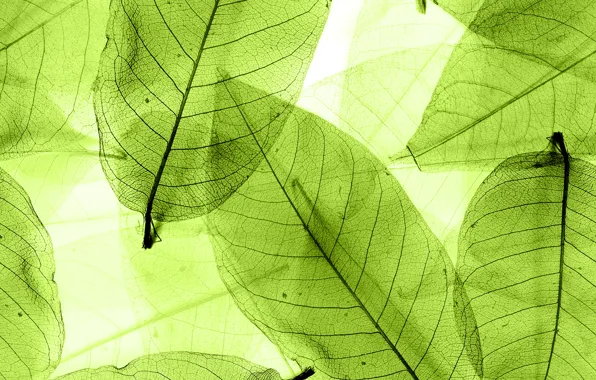 Листья, green, abstract, leaves, macro, transparent