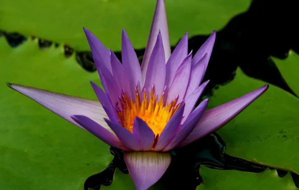 Макро, Macro, Water lily, Водяная лилия, Фиолетовый цветок, Purple flower