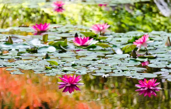 Вода, цветы, озеро, водяные лилии, water, flowers, lake, water lilies