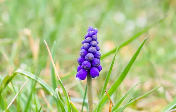 Flower, spring, grape hyacinths