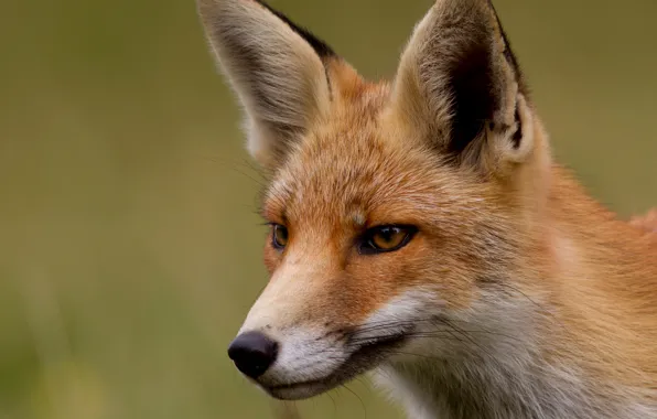 Взгляд, мордочка, лиса, Fox, рыжая, лисица