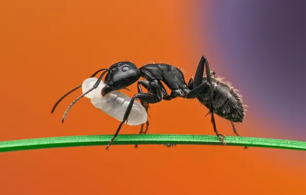 Муравей, насекомое, травинка, боке, личинка, Ant, Ganev Tsvetan