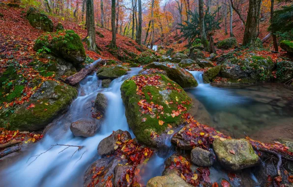 Картинка осень, лес, листья, деревья, камни, Россия, Крым, ручьи