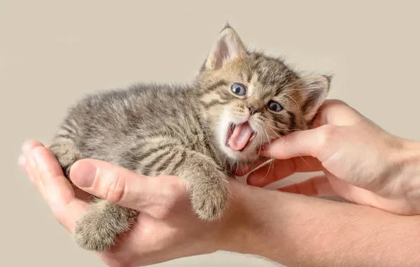 Язык, кошка, взгляд, поза, котенок, серый, фон, человек