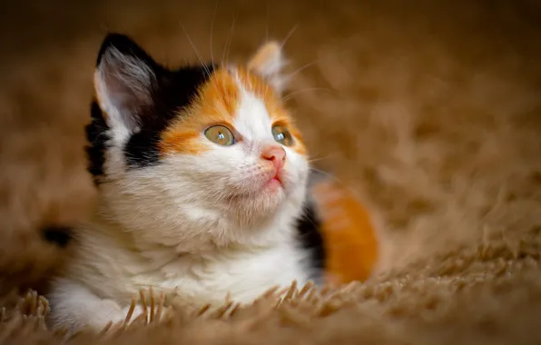 Кошка, взгляд, котенок, рыжий, лежит, мех, мордашка, пятнистый