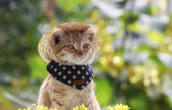 Кошка, кот, взгляд, цветы, природа, поза, котенок, весна