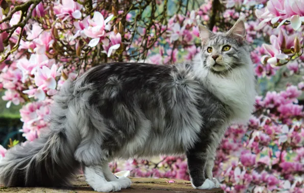 Кошка, кот, взгляд, морда, цветы, ветки, природа, поза