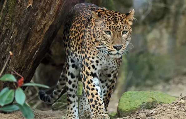Хищник, леопард, дикая кошка