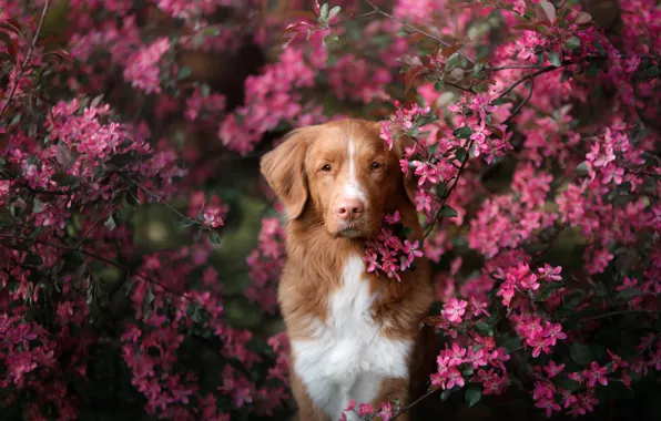 Взгляд, ветки, дерево, портрет, собака, весна, цветение, цветки