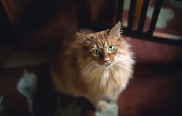 Взгляд, зелёные глаза, рыжая кошка