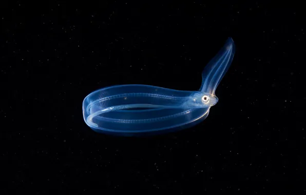 Море, вода, макро, рыбка, рыба, прозрачная, изгиб, черный фон