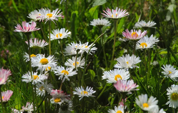 Flower, daisy, blooming