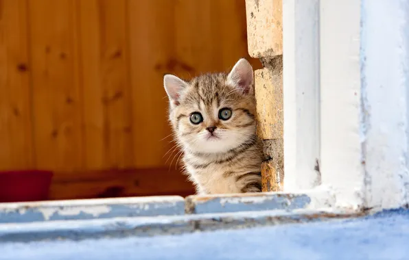 Кошка, взгляд, поза, котенок, мордашка