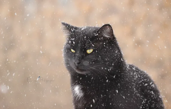 Картинка зима, кот, взгляд, снег, фон