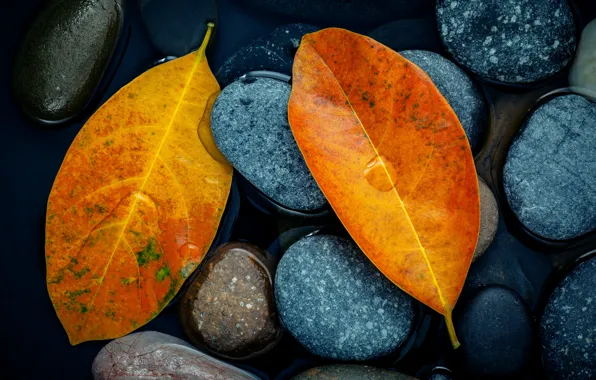 Картинка осень, листья, камни, желтые, yellow, stone, autumn, leaves