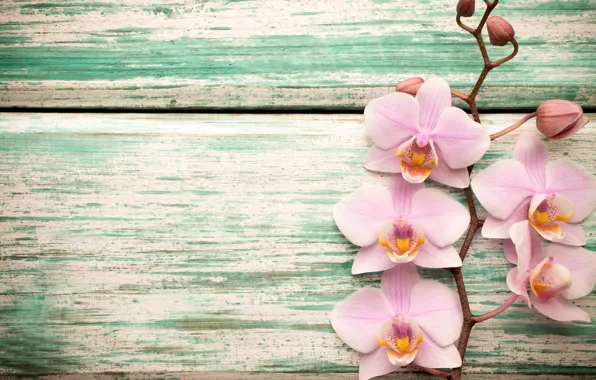 Wood, орхидея, pink, flowers, orchid