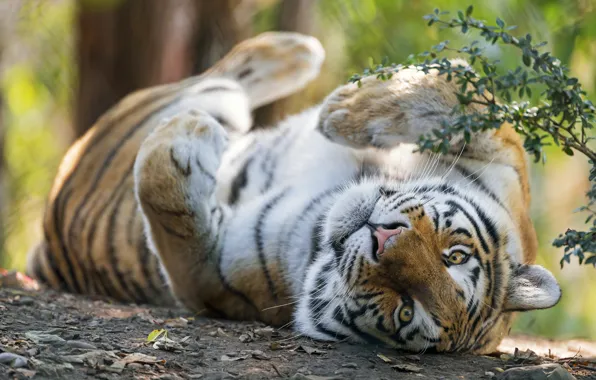 Картинка взгляд, морда, ветки, тигр, поза, отдых, лапы, лежит