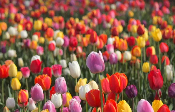 Тюльпаны, бутоны, разноцветные, много, боке, плантация