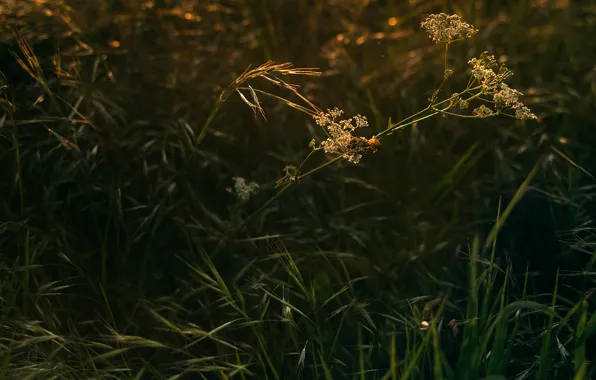 Картинка трава, макро, солнечный свет