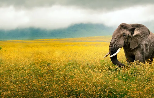 Цветы, Африка, Слон, Flowers, Africa, Elephant