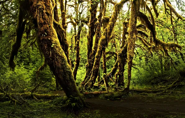 Картинка зелень, деревья, природа, туман, мох, Лес, полумрак, старый лес