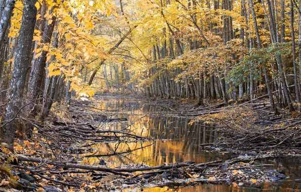Осень, лес, природа