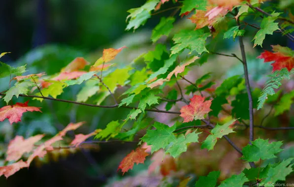 Осень, клен, макро. листья