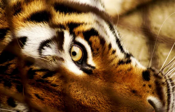 Картинка взгляд, морда, тигр, глаз, хищник