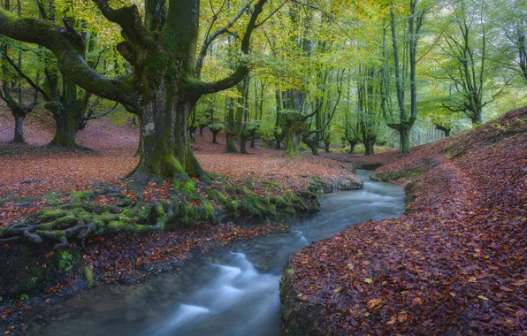 Картинка осень, лес, деревья, ручей, речка, Испания, Spain, опавшие листья