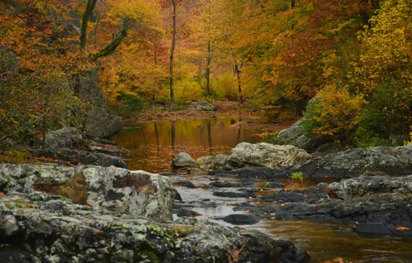 Осень, лес, деревья, река, Arkansas, Арканзас, Национальный заповедник Уачита, Ouachita National Forest