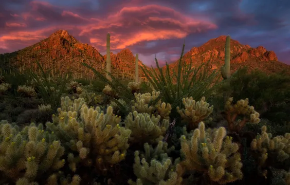 Картинка пейзаж, закат, горы, тучи, природа, Аризона, кактусы, США