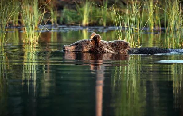 Картинка вода, заплыв, медведь, Александр Перов