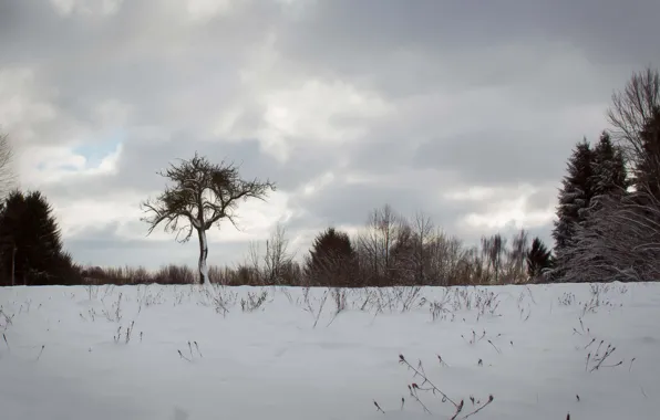 Winter, snow, tree