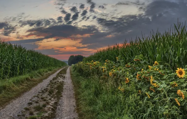 Картинка лето, закат, природа, подсолнух, кукуруза