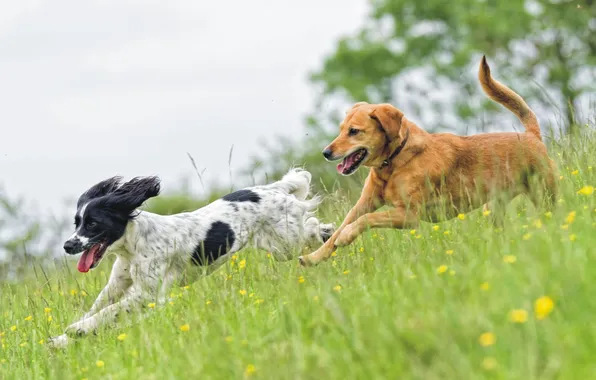 Животные, собаки, пара, two, animal, dogs