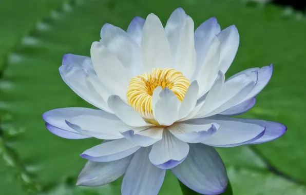 Картинка цветок, лилия, лепестки, голубая, водяная
