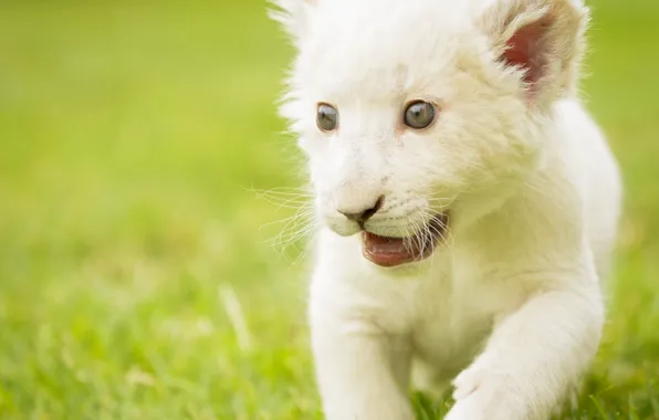 Картинка малыш, котёнок, львёнок, белый лев