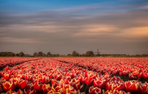 Картинка поле, цветы, весна, мельница, тюльпаны, красные, Голландия, плантация