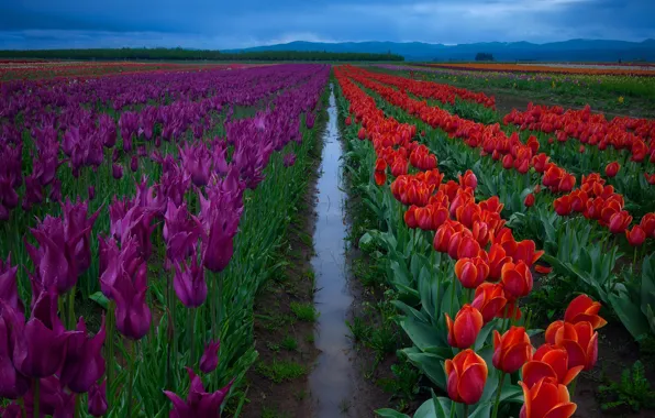Картинка поле, небо, вода, цветы, фиолетовые, после дождя, тюльпаны, красные