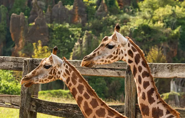 Обои природа, жираф, пара, жирафы, два жирафа на телефон и рабочий стол,  раздел животные, разрешение 5568x3712 - скачать