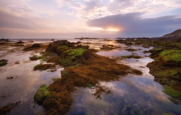 Картинка море, водоросли, закат, отражение, камни, мох, вечер