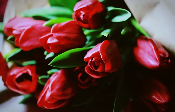 Цветы, лепестки, тюльпаны, красные