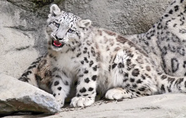 Леопард, котёнок, Большая киска
