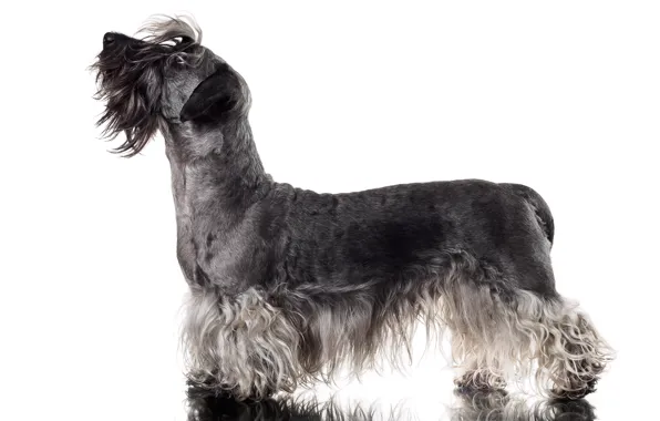 Фон, собака, Cesky Terrier