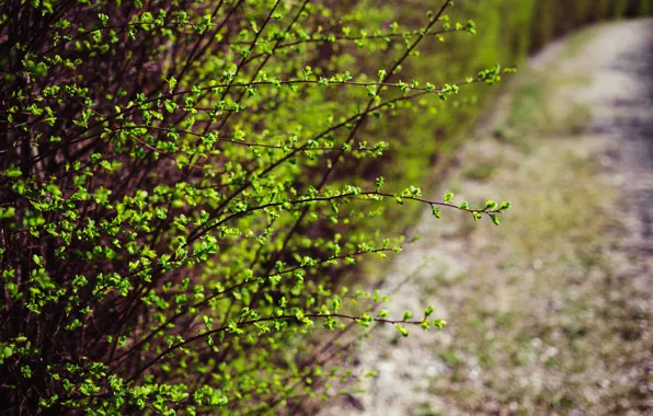 Природа, Куст, Зеленый, Кусты, Nature, Green, Macro, Flora